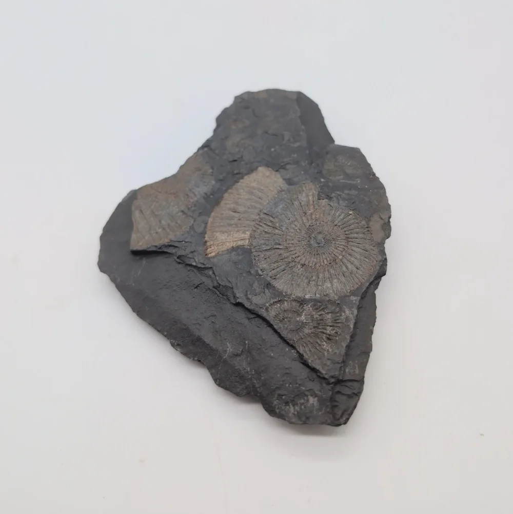 Real Multi Ammonite Fossils In Black Shale Stone Matrix
